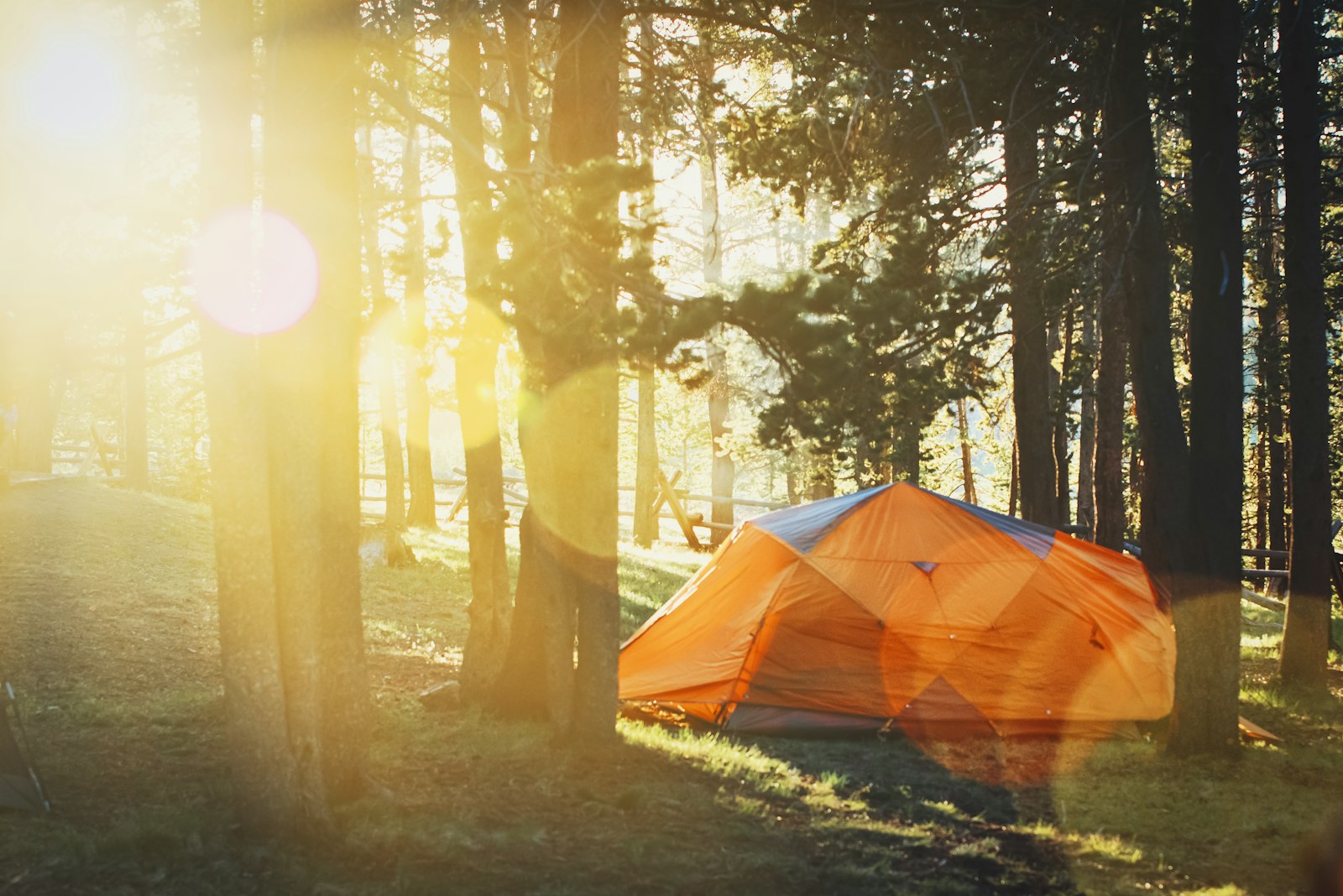 A tent pitched in a sunlit pine forest